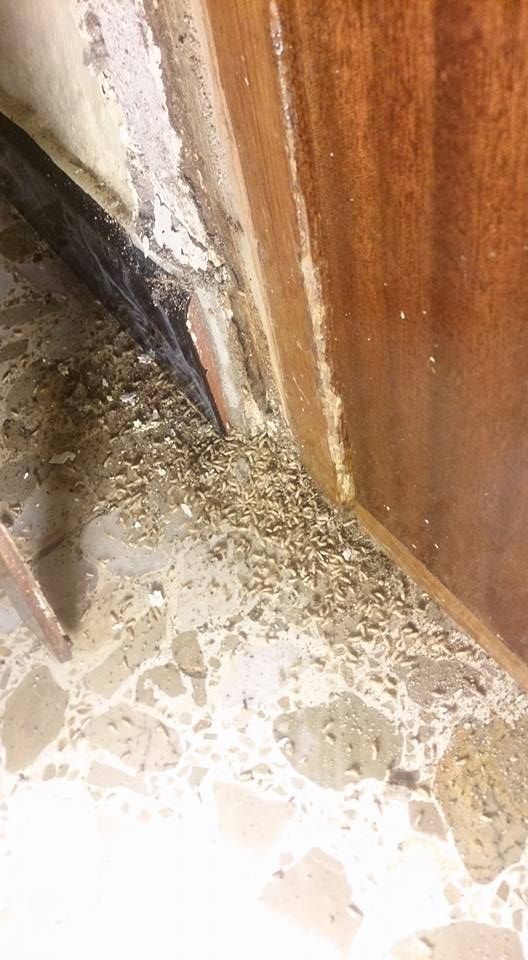 Desratizaciones Sur S.L. madera con plagas