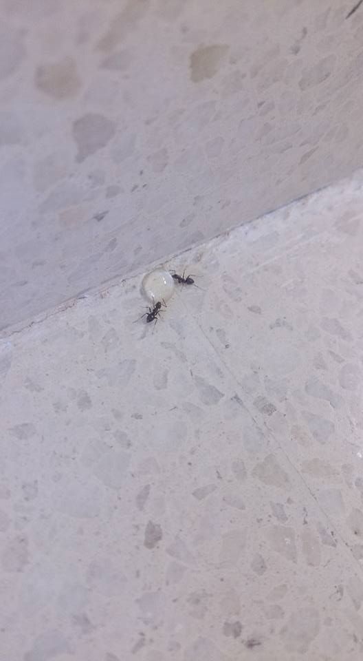 Desratizaciones Sur S.L. insectos