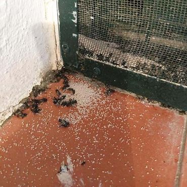 Desratizaciones Sur S.L. insectos