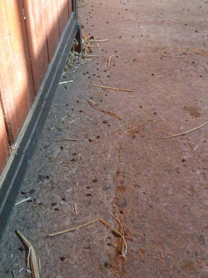 Desratizaciones Sur S.L. piso con plagas
