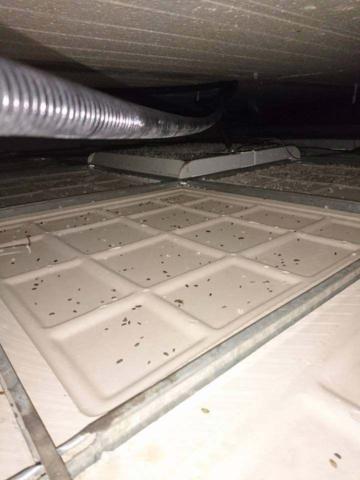 Desratizaciones Sur S.L. plagas en conducto de ventilación
