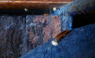 Desratizaciones Sur S.L. cucaracha